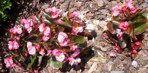 Begonia.jpg (67514 bytes)