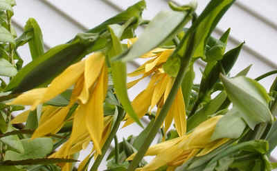 Bellwort.jpg (101954 bytes)