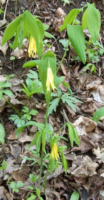 Bellwort2.jpg (116074 bytes)