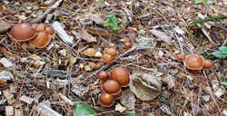 Bitter Leucopax 0920a.JPG (53261 bytes)