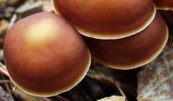 Bitter Leucopax 0920b.JPG (34426 bytes)