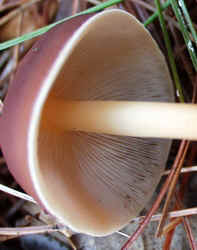 Bitter Leucopax 0920c.JPG (48443 bytes)