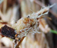 Bitter Leucopax 0920d.JPG (31107 bytes)