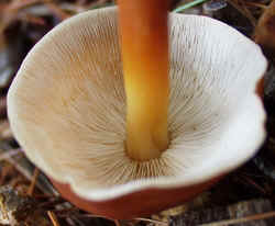 Bitter Leucopax 0920e.JPG (48062 bytes)