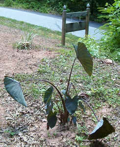 Black Elephant Ears June17.jpg (108960 bytes)