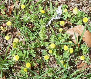 Black Medic.jpg (123548 bytes)