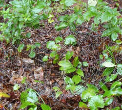 Black and Yellow Argiope0831.jpg (91372 bytes)