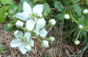 Blackberry.jpg (72969 bytes)