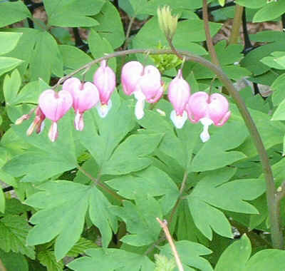 Bleeding Heart.jpg (149687 bytes)
