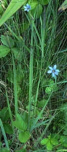 Blue-eyed Grass.jpg (56130 bytes)