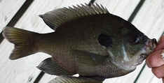 BlueGill0920a.JPG (28728 bytes)