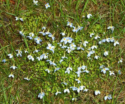 Bluets.jpg (206971 bytes)