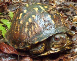 BoxTurtle0831c.jpg (66829 bytes)