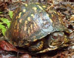 BoxTurtle0831csm.jpg (26426 bytes)