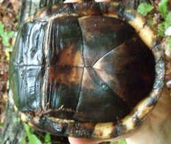 BoxTurtle0831d.jpg (63215 bytes)