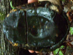 BoxTurtle0831f.jpg (54950 bytes)