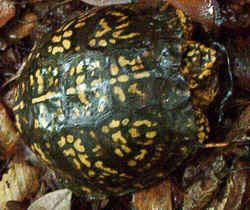 BoxTurtle0831g.jpg (72085 bytes)