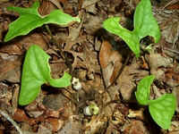 Brown Jug1.jpg (42987 bytes)