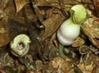 Brown Jug2.jpg (29709 bytes)