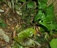 Brown Jug3.jpg (45522 bytes)