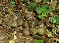 Brown Jug4.jpg (41543 bytes)