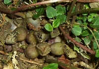 Brown Jug5.jpg (38100 bytes)