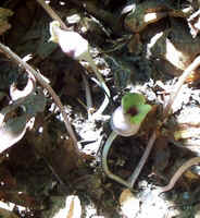 Brown Jug6.jpg (48041 bytes)