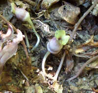 Brown Jug7.jpg (51374 bytes)