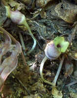 Brown Jug8.jpg (41706 bytes)