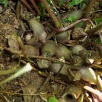 Brown Jug9.jpg (47879 bytes)