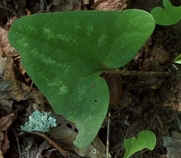 Brown Jug Leaf.jpg (30612 bytes)