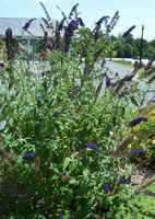 Buddleia2.jpg (42363 bytes)