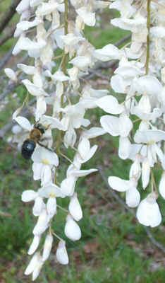 Bumble Bee on Wisteria.jpg (95898 bytes)