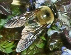 Bumblebee on Ajuga.jpg (45998 bytes)