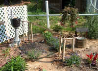 Butterfly Hummingbird Garden May1].jpg (42199 bytes)