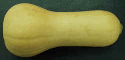 Butternut1007.JPG (24597 bytes)