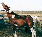 CABARET ---- Likes That One!!!!!