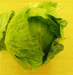 Cabbage1007a.JPG (56193 bytes)