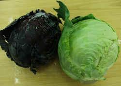 Cabbage1007b.JPG (41696 bytes)