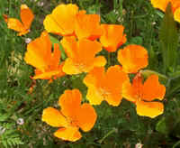 California poppies.jpg (43126 bytes)