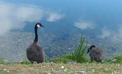 Canadian Geese0814a.jpg (37013 bytes)