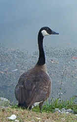 Canadian Goose0814b.jpg (39062 bytes)