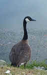 Canadian Goose0814bsm.jpg (15143 bytes)