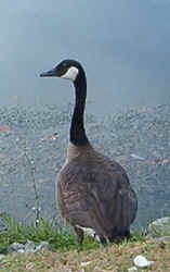 Canadian Goose0814c.jpg (37631 bytes)