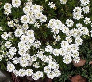 Candy Tuft.jpg (114823 bytes)