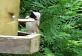 Carolina Chickadee0924c.JPG (20114 bytes)