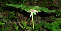 Catesby's Trillium flower.jpg (27307 bytes)