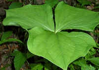Catesby's Trillium leaves.jpg (31701 bytes)
