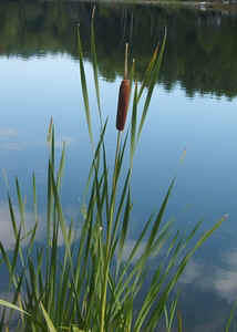 Cattail0814.jpg (57926 bytes)