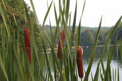 Cattail0825.jpg (42746 bytes)